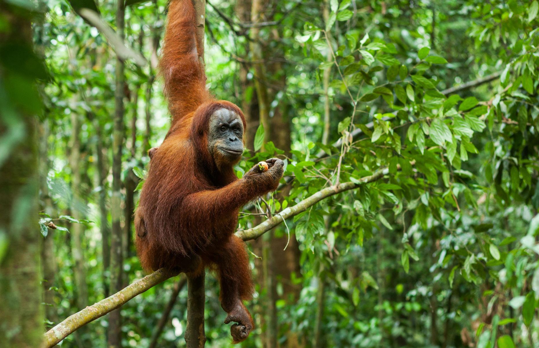 Slide 15 of 53: This site, measuring two-and-a-half million hectares, is made up of three national parks: Gunung Leuser National Park, Kerinci Seblat National Park and Bukit Barisan Selatan National Park, and includes many endangered species. The area is home to an estimated 10,000 plant species, more than 200 mammal species and 580 bird species. But, like so many others, the site is in danger due to myriad human threats, which include poaching, illegal logging, agricultural encroachment and plans to build roads through the site. Discover more of the world's most endangered rainforests.