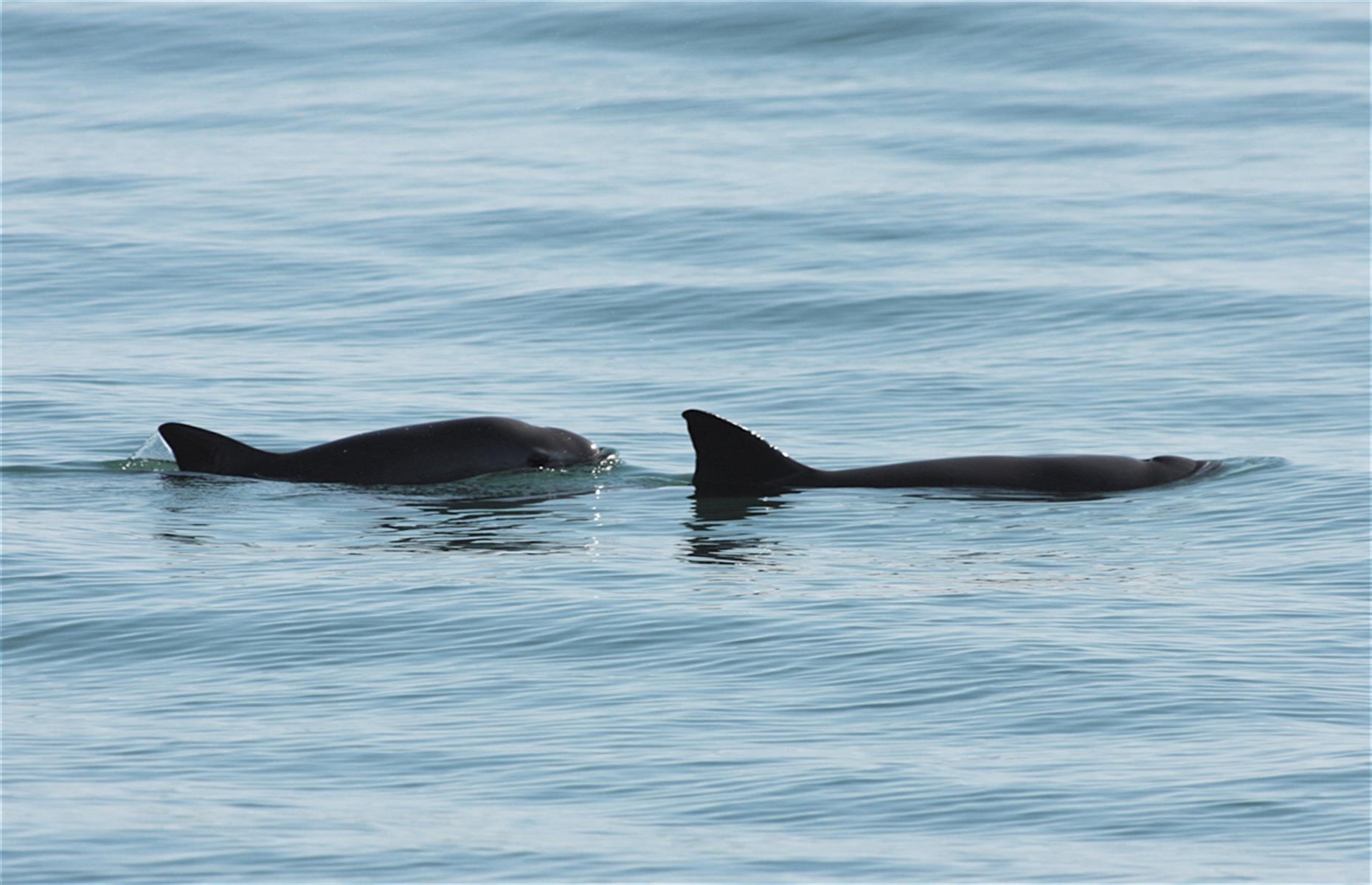 Slide 30 of 53: The imminent extinction of the vaquita, an endemic porpoise in Mexico’s Gulf of California that is the world’s rarest marine mammal, has seen the Islands and Protected Areas of the Gulf of California placed on the List of World Heritage in Danger for 2019. Despite efforts by Mexico to protect them, including creating a refuge and promoting fishing alternatives to gillnets (the main cause of their demise), only about 10 vaquita remain today. This is compared to nearly 300 in 2005.