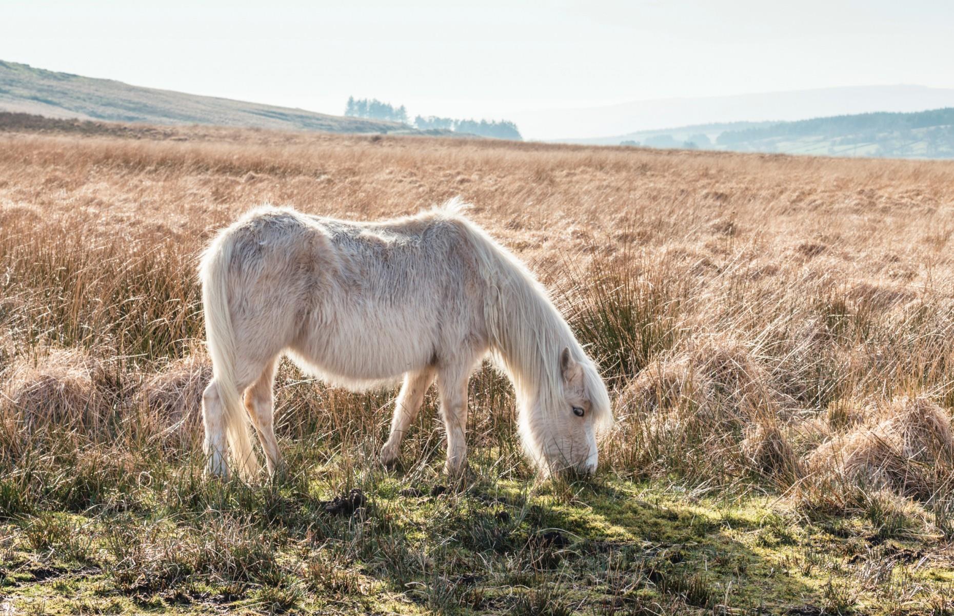 <p>The Brecon Beacons is just a 90-minute car journey away from the Welsh capital of Cardiff. This rugged, mesmerizing mountain range covers 520 square miles (1,347sq km), and is home to a rich array of wildlife, including otters, badgers and Welsh Mountain Ponies. Established in 1957, it’s one of three national parks in Wales, along with the Pembrokeshire Coast and Snowdonia. </p>