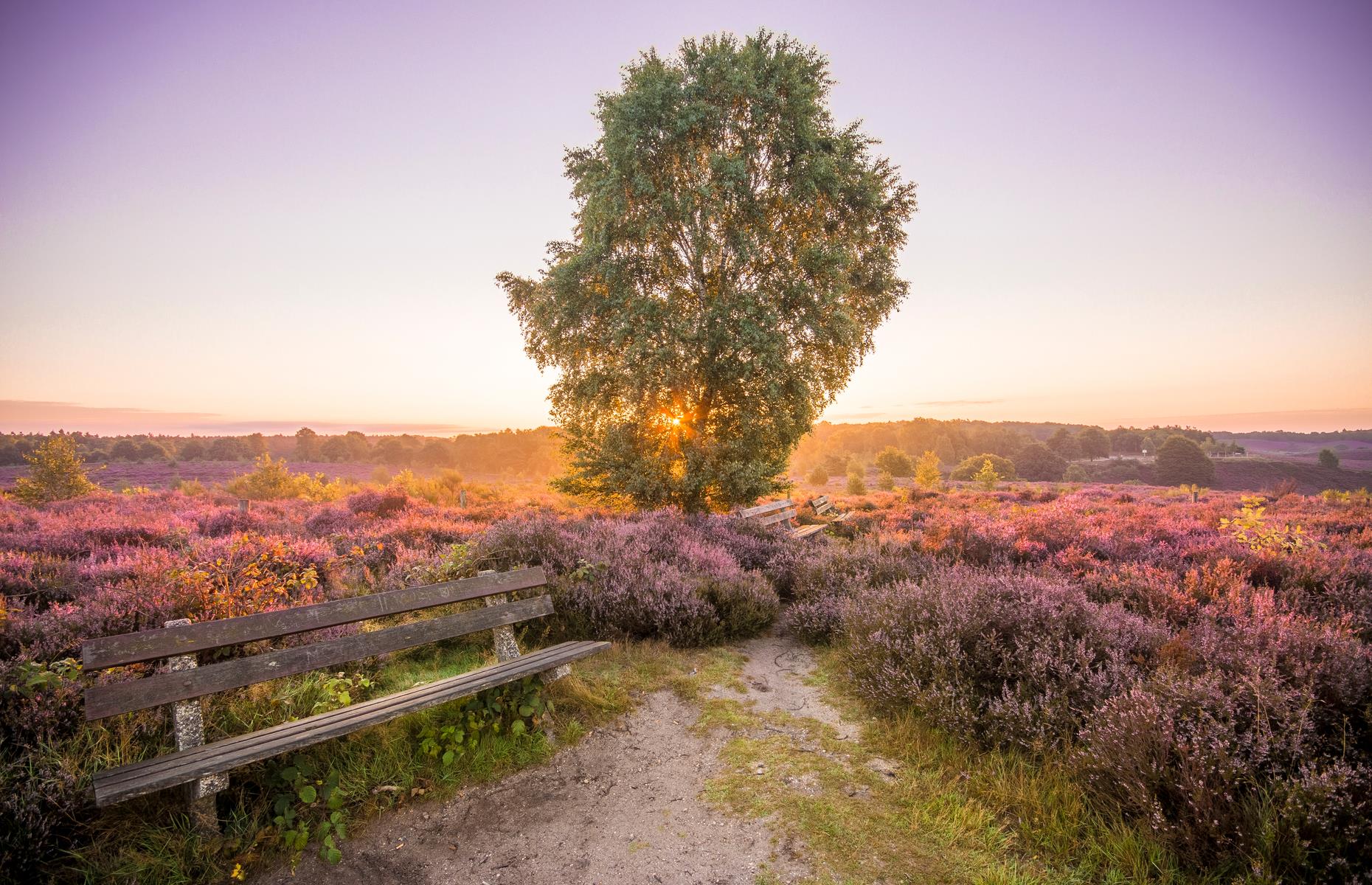 <p>One of 20 national parks in the Netherlands, Hoge Veluwe is one of the oldest, having been established in 1935. Measuring 21 square miles (54sq km), it has some of the most diverse landscapes of any park on this list. Think heather-strewn heathland, dense forests, peat bogs and gentle rolling sand dunes. It’s found in the center of the country, an hour’s drive from Amsterdam. Meanwhile, Apeldoorn is just 19 minutes by car. </p>