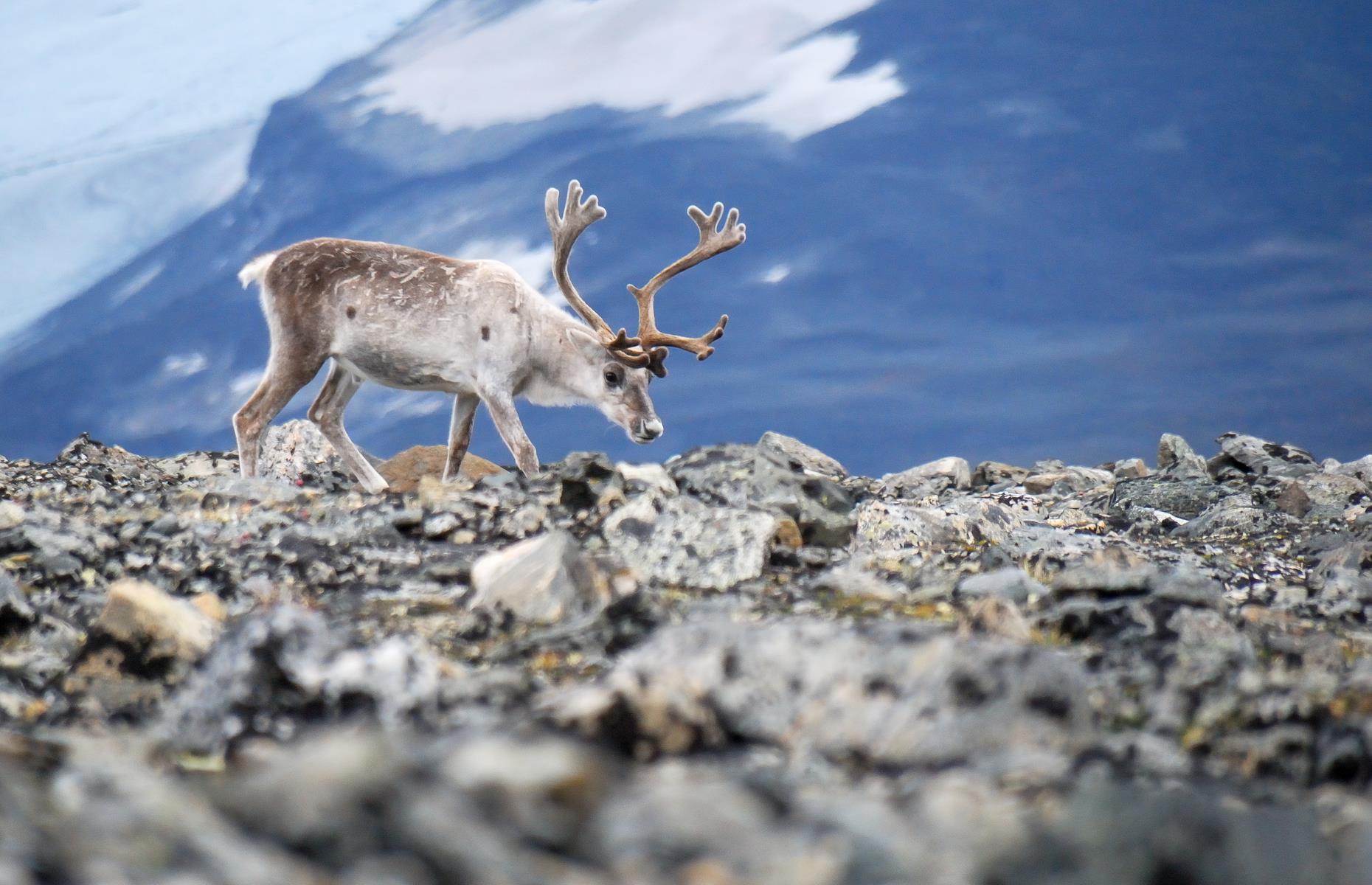 <p>Visitors love to soak up undisturbed valleys on horseback and hike the 186 miles (299km) of marked trails, including the stunning Besseggen ridge, usually walked by over 60,000 people a year. Along its 3,608-foot (1,100m) rise, there are views of the crystal-clear waters of both Gjende and Bessvatnet lakes, plus elegant animals like reindeer and elk.</p>