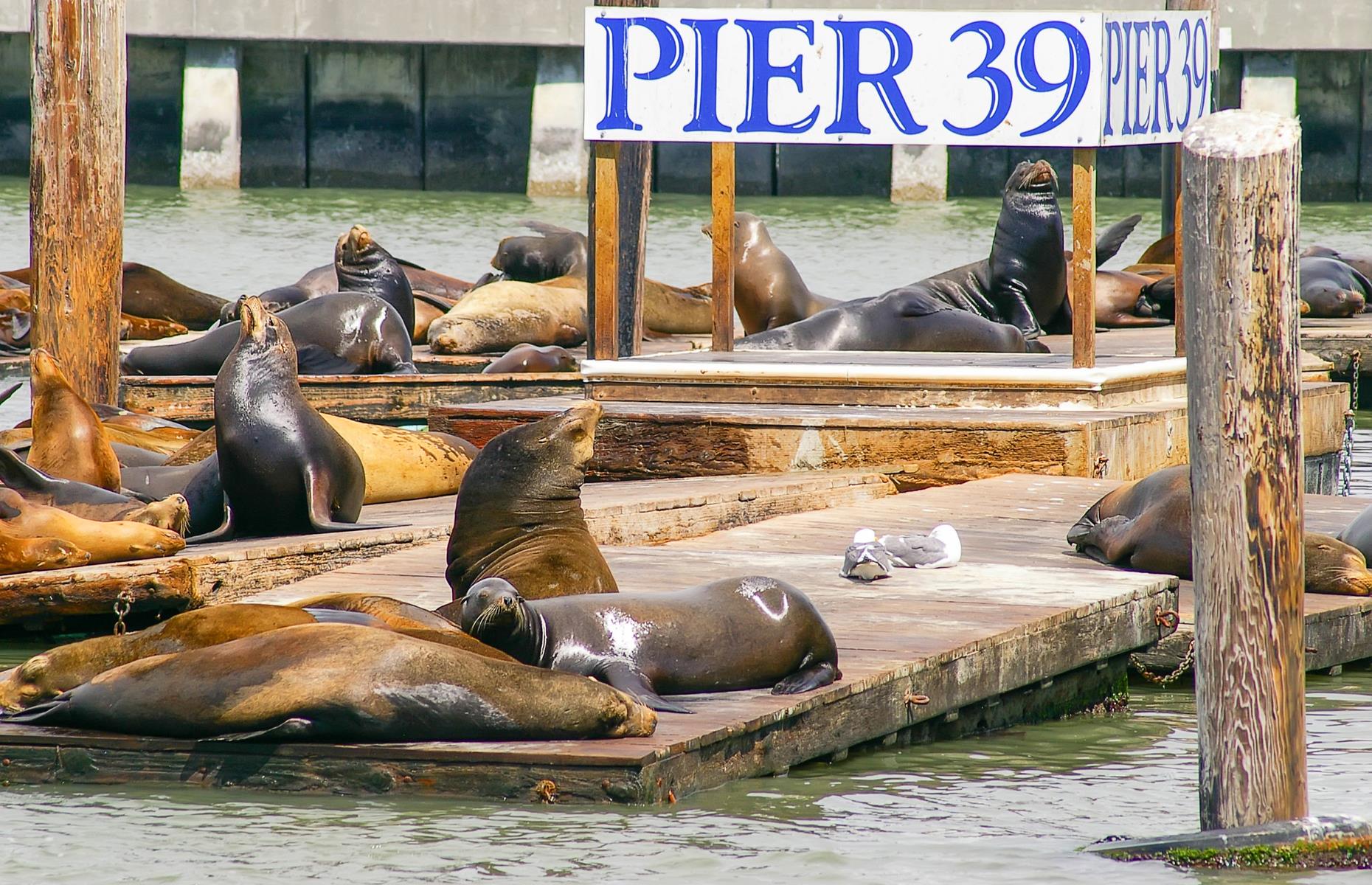 Slide 42 of 49: Pier 39 is a favorite tourist stop in the City by the Bay – visitors generally come in their hordes to take in the basking sea lions, colorful amusements and wacky street performers. Modified operating hours and one-way systems aim to keep Pier 39's visitors safe, but those hoping for a quieter experience might make a beeline for Pier 7 instead. 