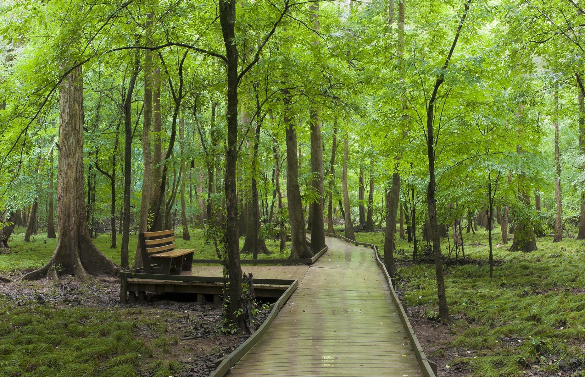 <p>One of the best things about Columbia is that it never takes long to get from the middle of town to the middle of nowhere. The free-to-enter, 24-hour <a href="https://www.nps.gov/cong/index.htm">Congaree National Park</a> is just 30 minutes from downtown Columbia. It encompasses nearly 27,000 acres, offering 25 miles (40km) of hiking trails and plenty of opportunities for birdwatching, picnicking, canoeing and kayaking. Nearby Lake Murray has scenic landscapes and gorgeous sunsets too.</p>