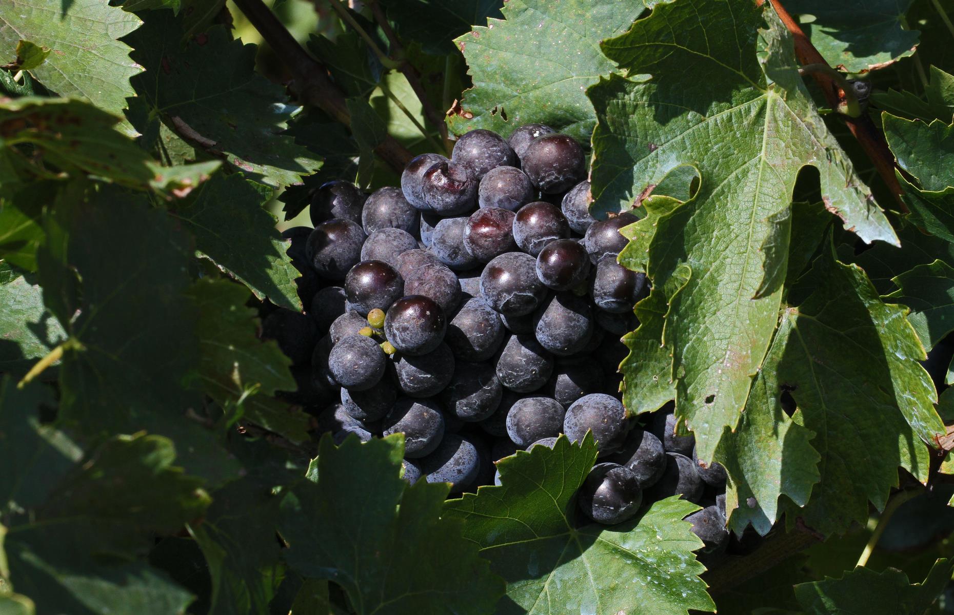 <p>Arkansas might not be the first state that springs to mind when it comes to wine, but the Natural State’s official food is a nod to its well-established viticulture scene, which is the oldest in southern USA. It got its <a href="https://www.ereferencedesk.com/resources/state-fruit/arkansas-grape.html">very own state grape in 2009</a>. The Cynthiana, or Norton, grape is native to America and is sometimes referred to as the “forgotten grape” because it all but disappeared after vines were ripped up during Prohibition, with European varieties later gaining favor.</p>