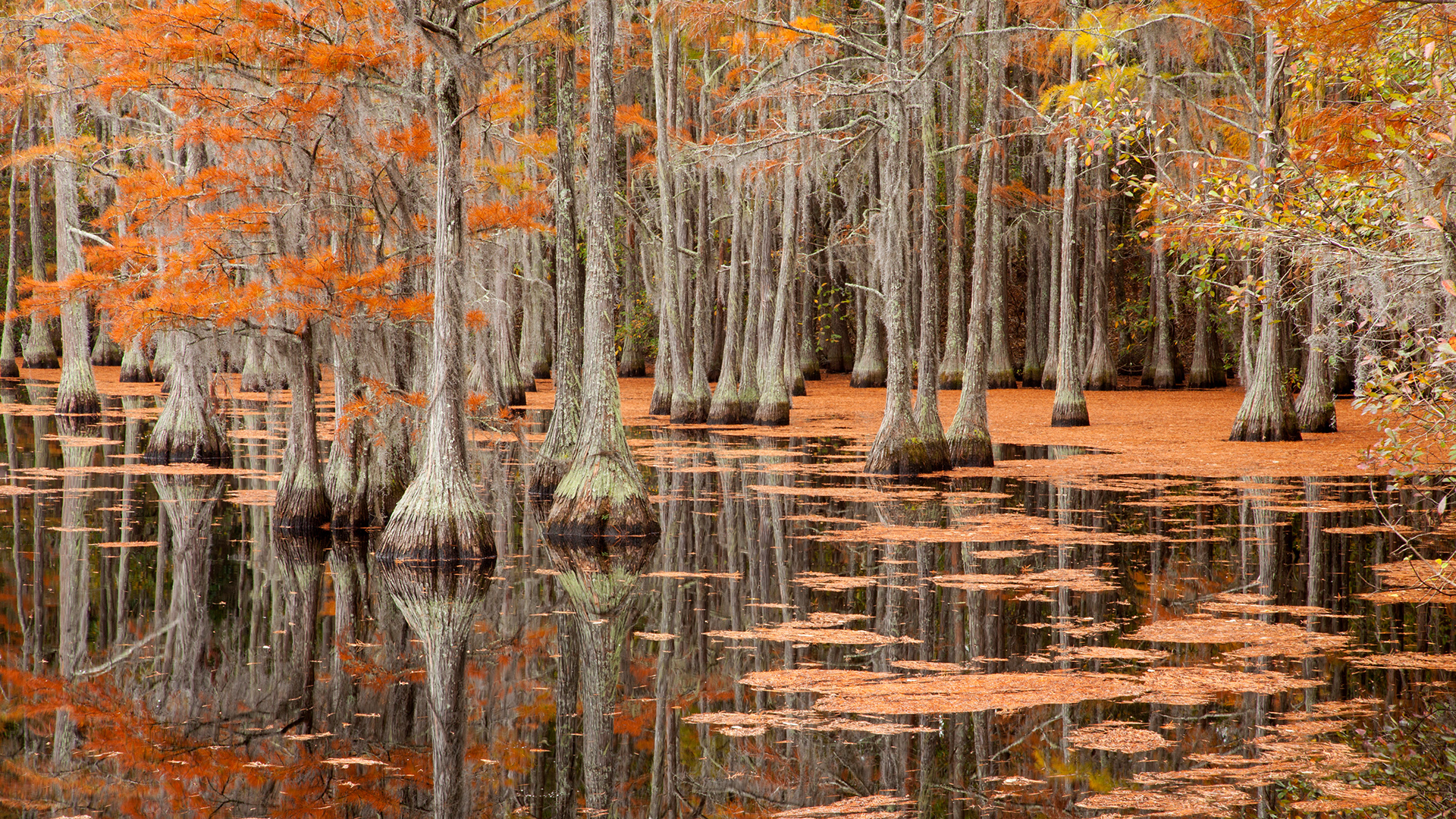 ����� 14 �� 34: USA, George Smith State Park, Georgia. Fall cypress trees.