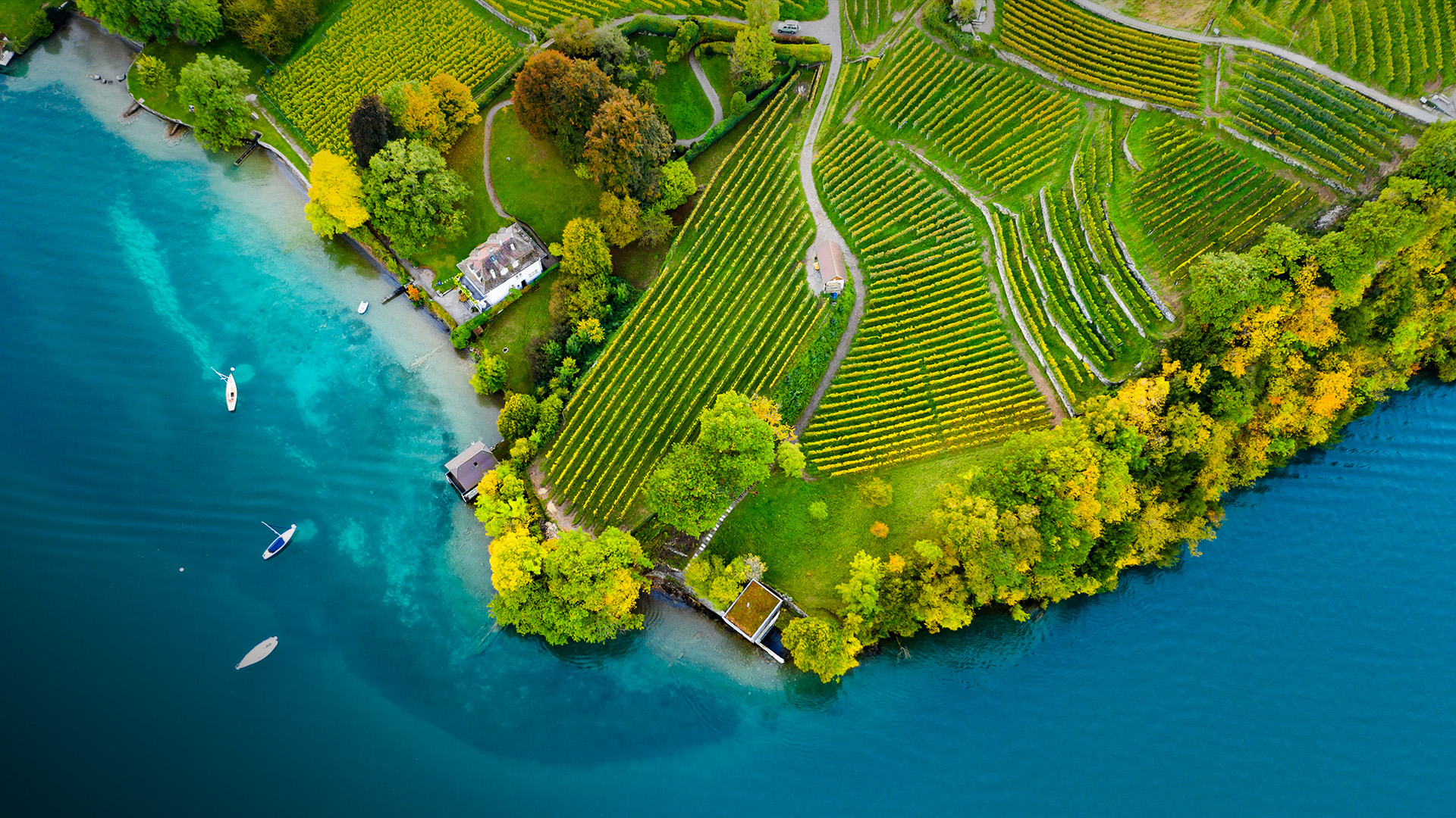 Slide 18 of 41: Vineyards on the lake Thun in the Bernese Oberland of Switzerland
