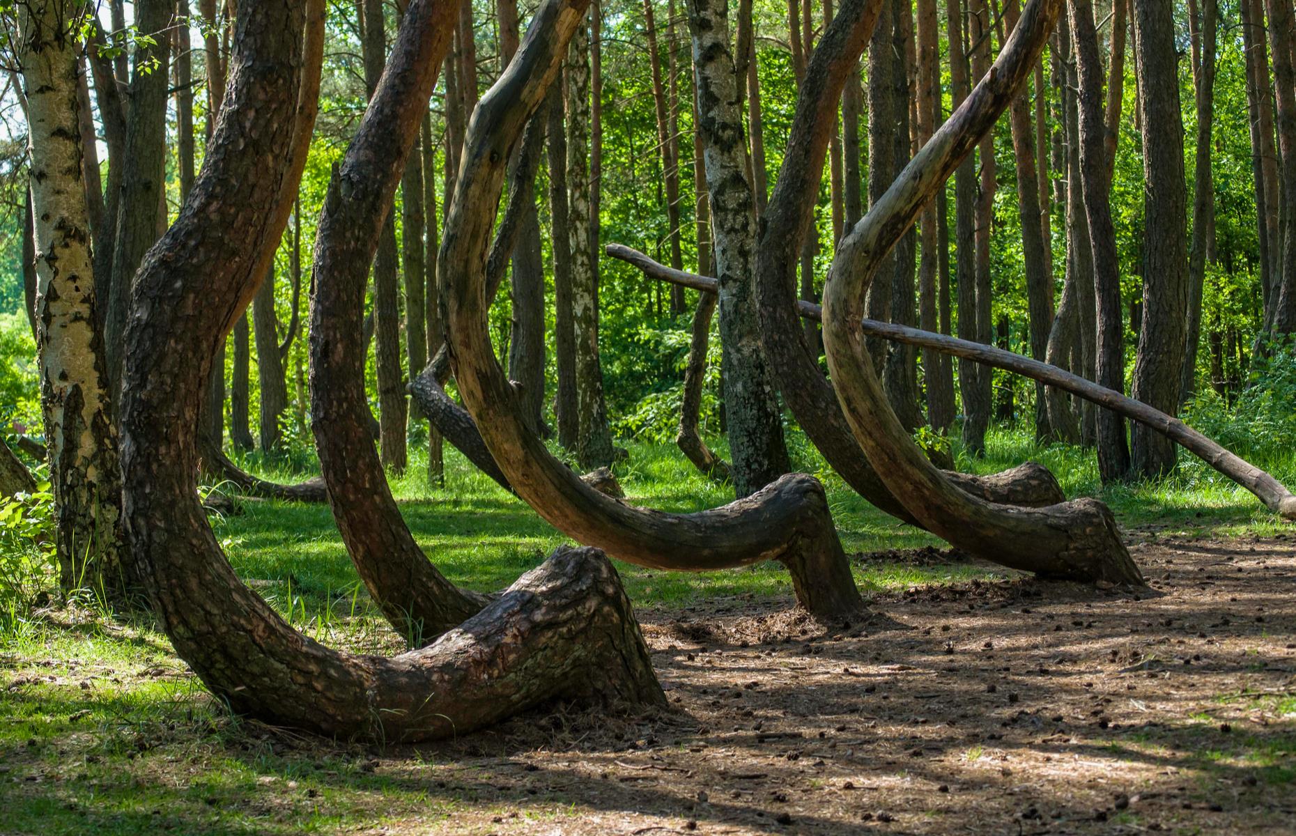 Куршская коса деревья