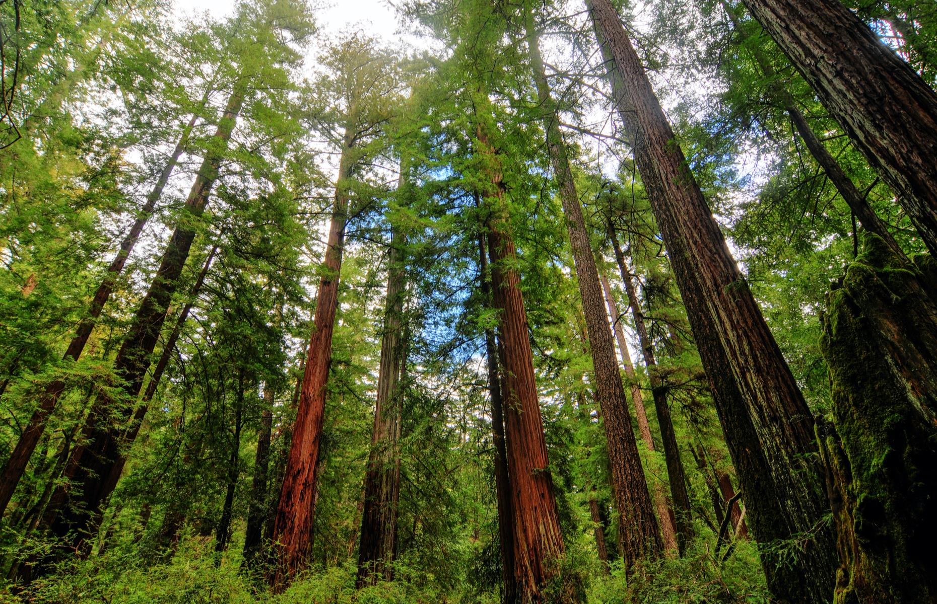 A Towering Bamboo Forest And More Wonderful Woodlands