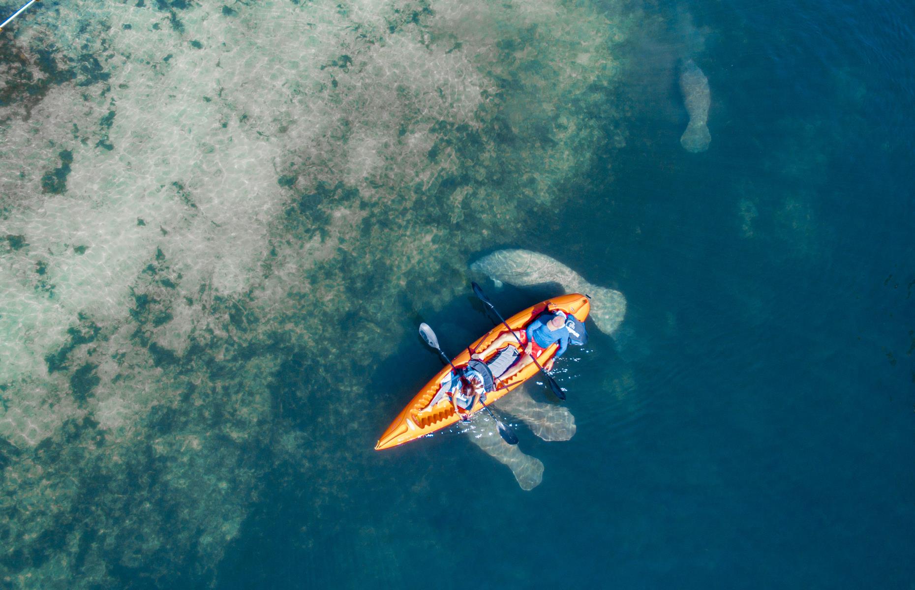 <p>The drive up to Crystal River takes around two hours on the coast-hugging scenic route, passing mangroves, swamps and wildlife preserves like <a href="https://myfwc.com/recreation/lead/chassahowitzka/">Chassahowitzka</a>. It’s all leading up to the best natural attraction of all: swimming with manatees. Crystal River is the only place in the US where visitors can swim with the mammals in the wild and snorkeling in the presence of these gentle, seagrass-munching giants is a humbling, surprisingly peaceful experience – <a href="https://www.visitflorida.com/en-us/things-to-do/outdoors-nature/how-to-swim-with-manatees-in-crystal-river.html">check with local operators for current availability</a>. </p>