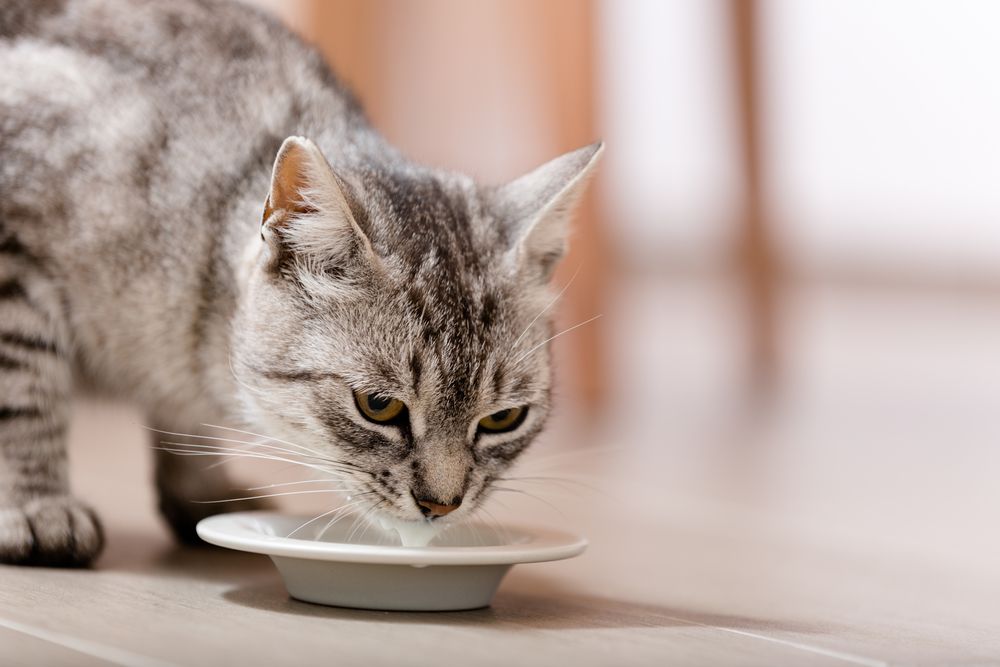 <p>While it's best for your feline friend to get fresh water every day, cats can survive on only meat because their <a href="https://cattime.com/cat-facts/11135-surprising-facts-about-cats-and-their-weird-relationship-with-water">kidneys are so efficient</a>. They can even drink seawater.</p>