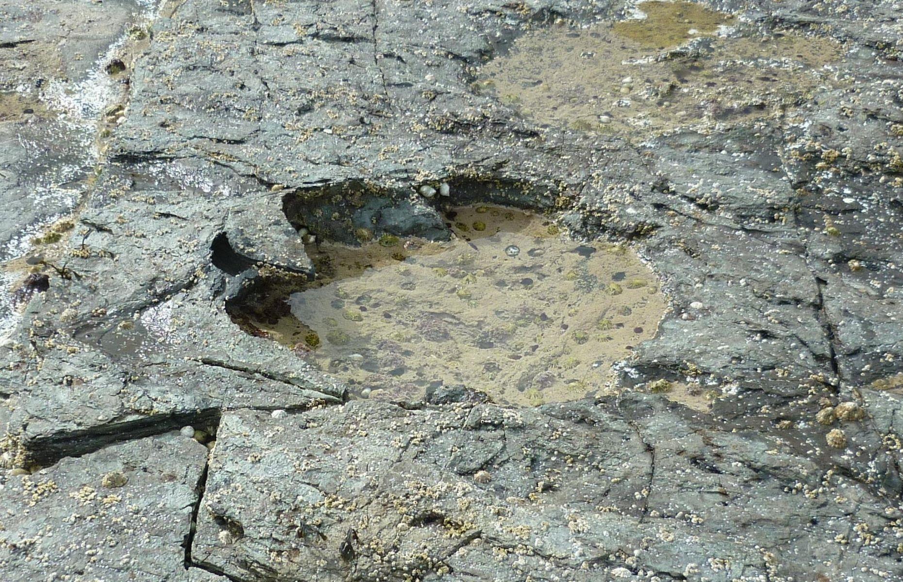 <p>In 2015, there was also a major discovery on the Isle of Skye. Fossilized dinosaur prints were found on the shoreline near Duntulm Castle. Only visible at low tide, the prints are considered among the best in the world and are thought to be 170 million years old. Then, in 2018, researchers from The University of Edinburgh discovered more dino markings close to Brothers' Point. <a href="https://www.staffindinosaurmuseum.com/">Staffin Dinosaur Museum</a> (temporarily closed) is now the best place to learn and discover more about Skye’s pre-historic world. </p>