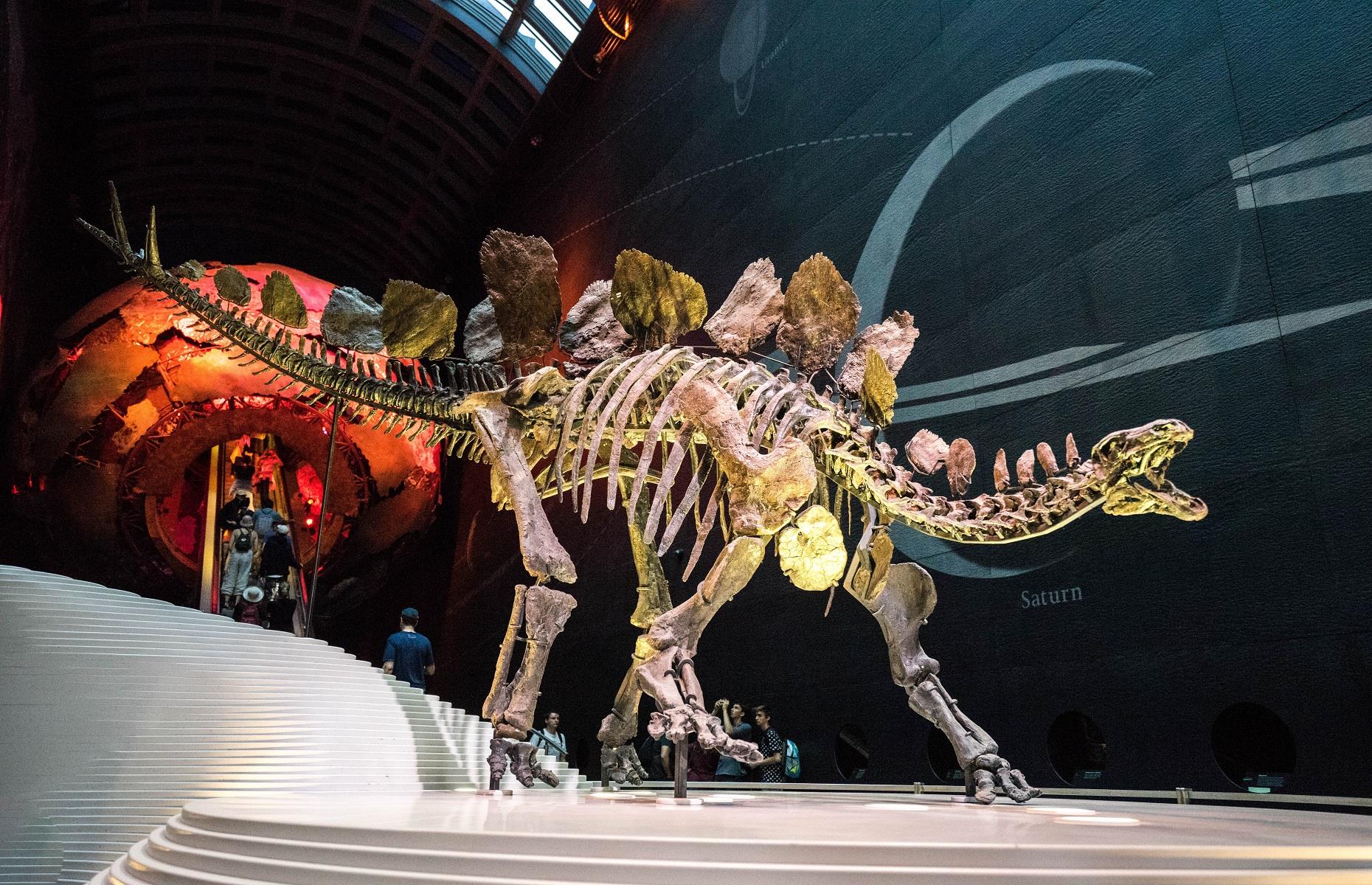 <p>London's Natural History Museum is perhaps the world's most iconic place to learn more about our planet. Housed inside one of the city's most spectacular buildings, the museum dates back to 1881 and offers 80 million specimens spanning millions of years. No natural history museum would be complete without a dinosaur collection and London doesn't disappoint. It boasts the skeleton of the world's most complete stegosaurus, as well as part of the first Tyrannosaurus rex ever discovered. <a href="https://www.nhm.ac.uk/visit.html">Explore the website</a> for more details.</p>