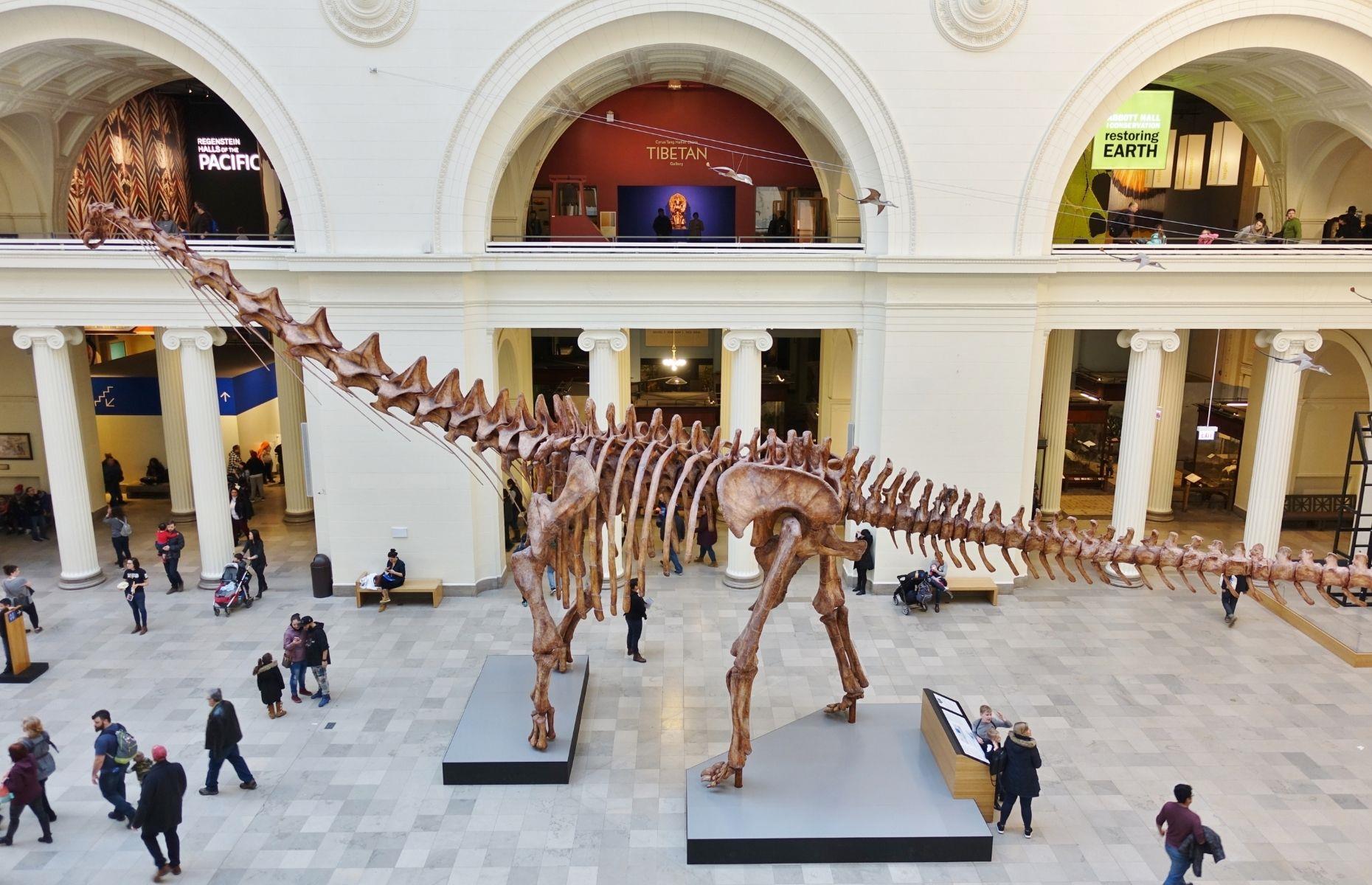 <p>Chicago’s <a href="https://www.fieldmuseum.org/">Field Museum</a> is home to the largest dinosaur discovered to date, the titanosaur Patagotitan mayorum. Named Máximo, the dino is 122 feet long (37m) and would have weighed more than 10 African elephants. Other highlights include the fossil skeleton of a 42-foot-long (13m) T. rex named SUE and Illinois’ state fossil, the Tully monster. From talks with real paleontologists to otherworldly dinosaur bones, this museum has something for everyone.</p>