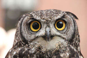 What Is Sagittarius' Spirit Animal? - It's The Owl