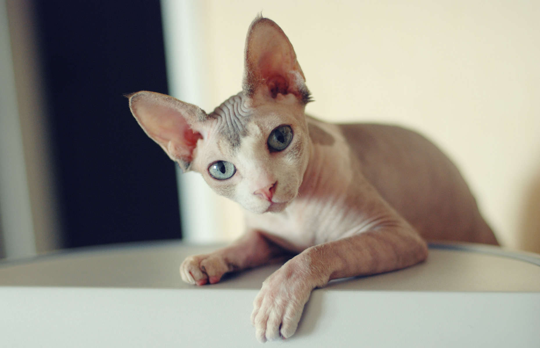 20 Of The Most Unusual Cat Breeds