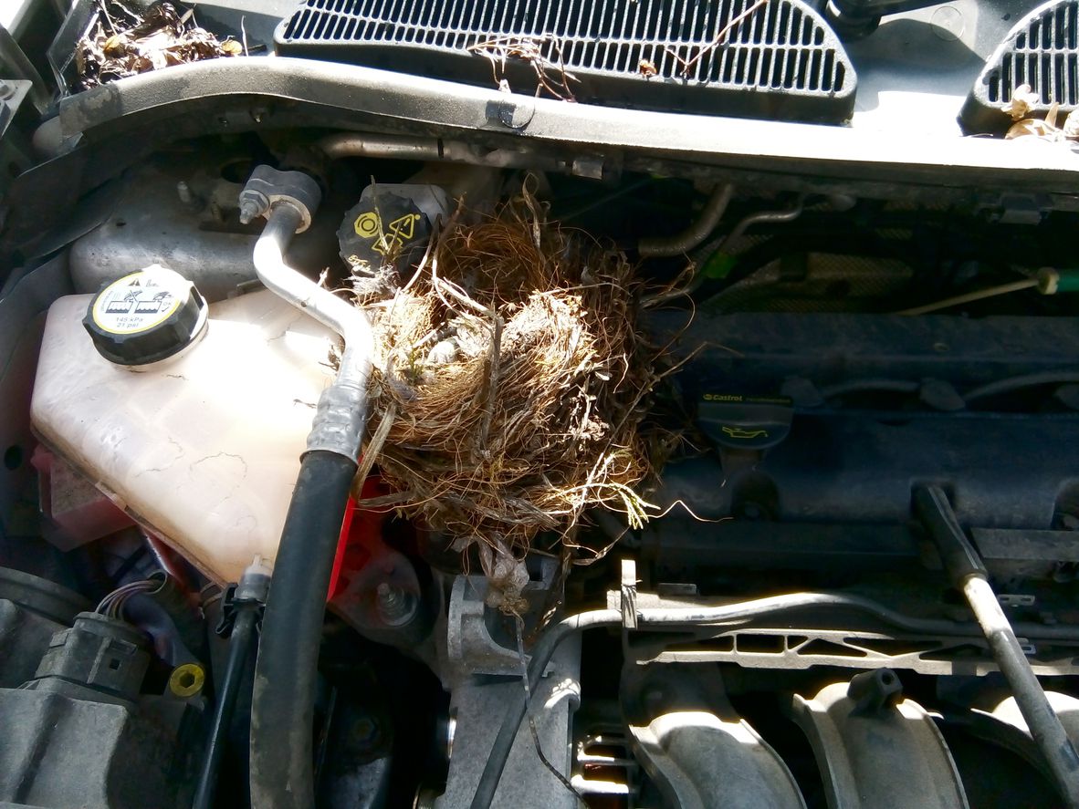 How to Check if There Are Rats Living in Your Car Engine