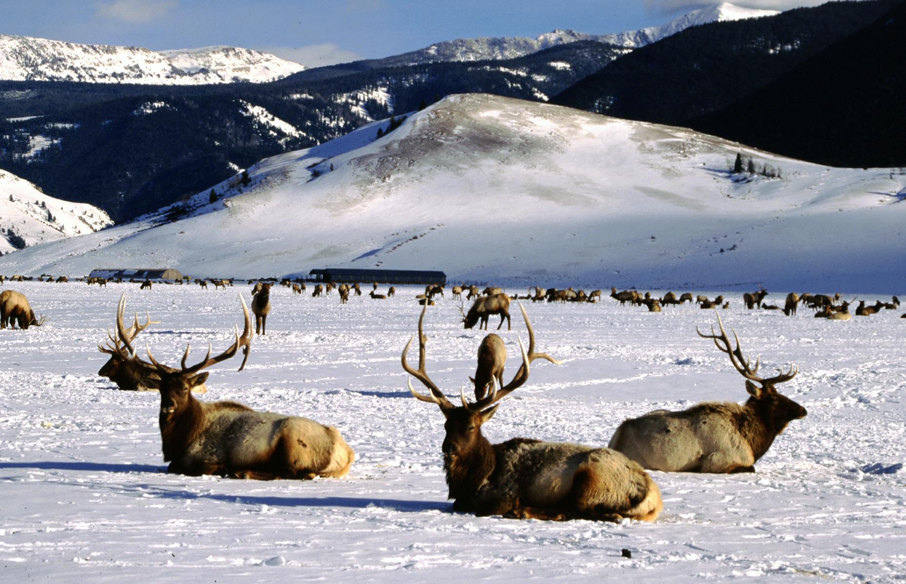 <p><a href="https://www.fws.gov/refuge/national_elk_refuge/">This stunning refuge</a> sprawls over 24,700 acres, close to Grand Teton National Park, and its meadows provide a habitat for wintering elk each year. The site was established in the early 19th century after rapid development affected the migratory routes of the Jackson Elk Herd, and today that herd numbers around 11,000. Beyond the elk themselves, you'll get fantastic views of the Teton Range and may also spot bison, trumpeter swans, bald eagles and bighorn sheep. Now check out <a href="https://www.loveexploring.com/galleries/101268/americas-most-beautiful-mountains-to-explore-this-fall?page=1">America's most beautiful mountains to explore this fall</a>.</p>