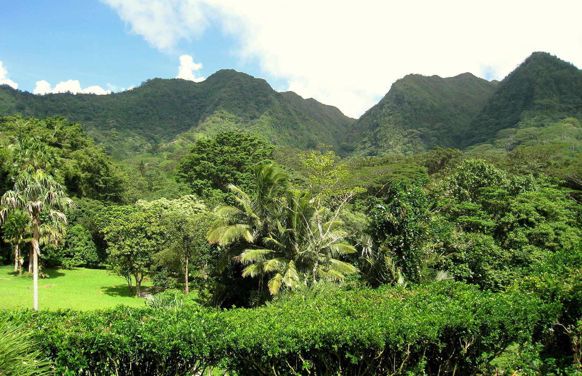 <p>Visiting the <a href="https://manoa.hawaii.edu/lyon/">Harold L. Lyon Arboretum</a> in Honolulu feels a little like stepping into Jurassic Park. Located at the northern end of Manoa Valley, the 194-acre tropical arboretum is home to more than 5,000 native and non-native plant species. A part of the University of Hawai'i at Mānoa, it also functions as a research and preservation facility and is a fantastic way to experience the island's diverse flora. Reservations are currently mandatory and visits are capped at two hours.</p>