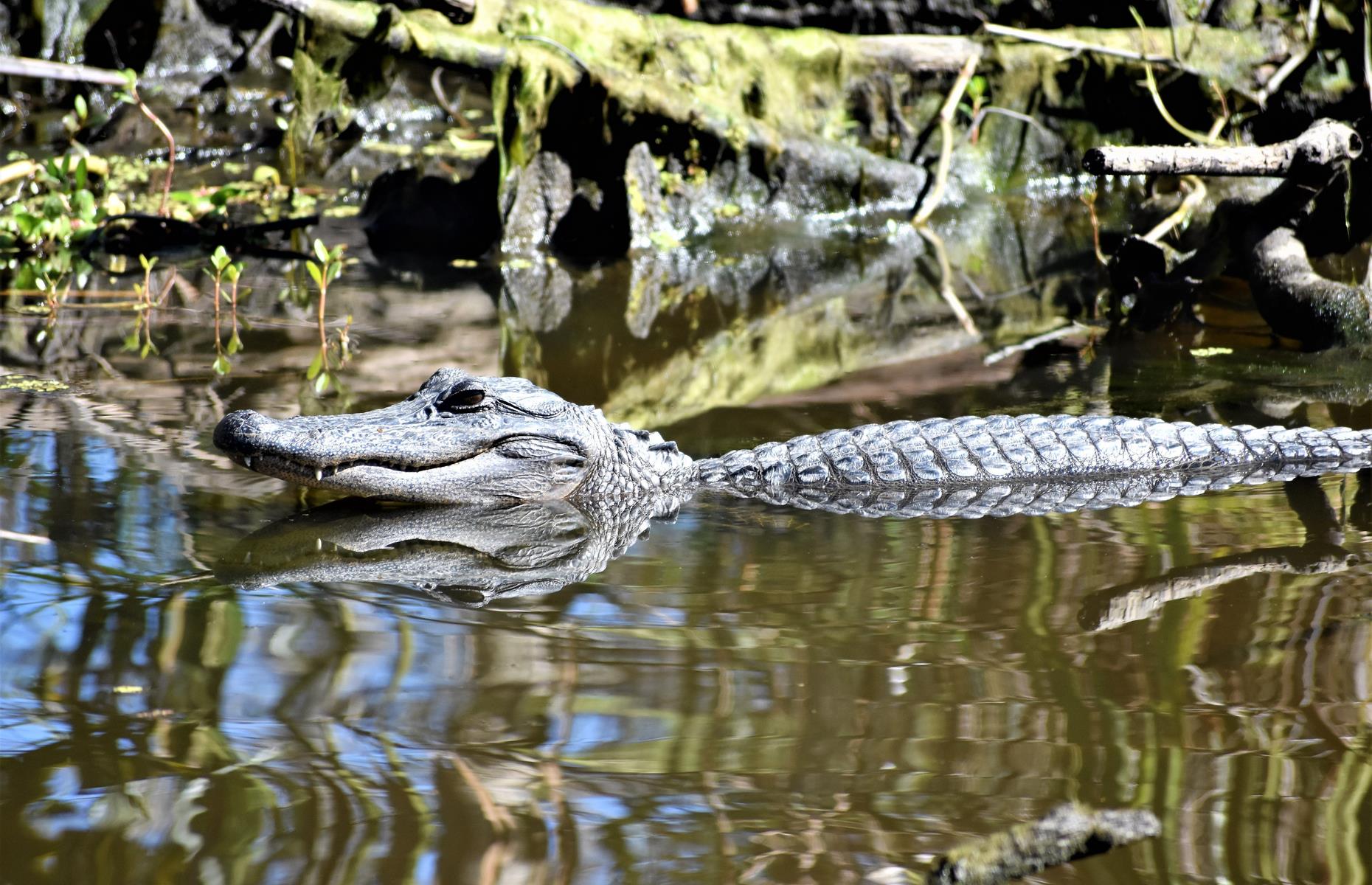 <p>Named after notorious French pirate Jean Lafitte, this sprawling preserve, made up of several distinct sites, is packed to the brim with both history and nature. Make time for the Chalmette Battlefield – where the 1815 Battle of New Orleans against the British took place – and the Barataria Preserve, a vast wetlands area where you'll likely find an American alligator or two lurking in the swamps. Note that the visitor centers here <a href="https://www.nps.gov/jela/planyourvisit/conditions.htm">remain closed for now</a>. </p>