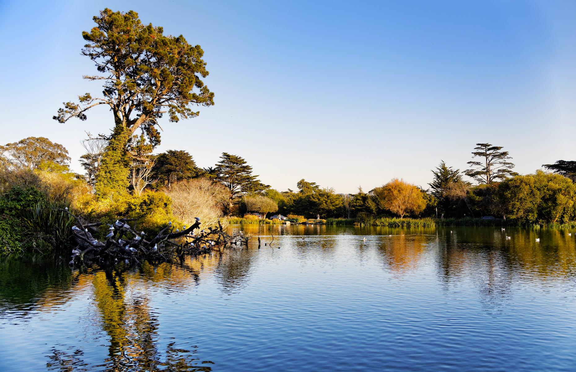 <p>The gargantuan <a href="https://goldengatepark.com/">Golden Gate Park</a> – celebrating its 150th anniversary this year – is actually 20% bigger than Central Park in New York, and it's got all the charm and attractions of its East Coast counterpart. Visitors can enter for free and drink in the park's lakes, landmark windmills and its famed bison herd. </p>