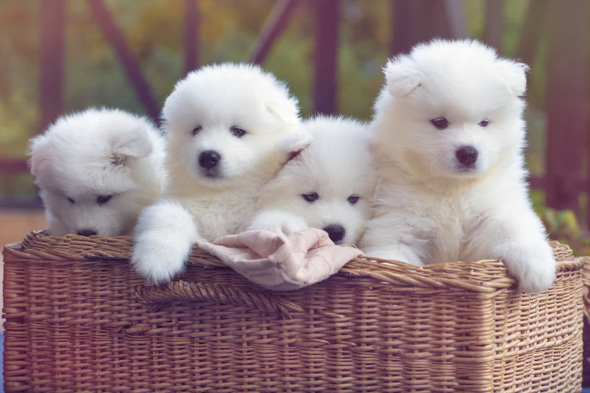 Picture of Hidden diseases that can be fatal to your dog