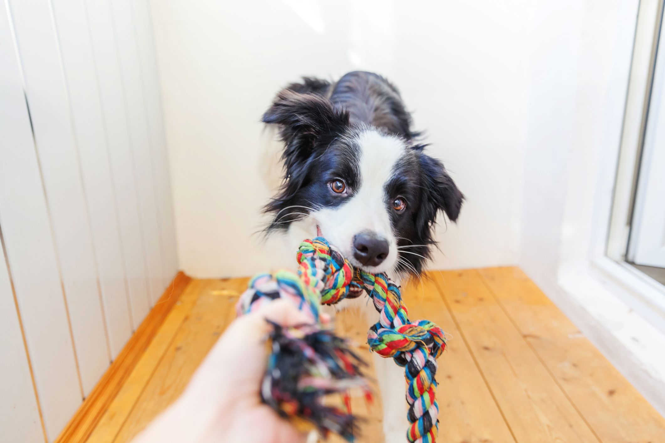 <p>Collies are another popular household pup. These are affectionate, intelligent mid-sized dogs who prefer to spend half their day running and the other half cuddling. </p>