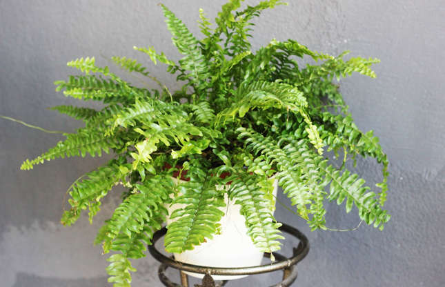 Slide 10 of 21: Another perfect plant for apartments with less than optimal light is the Boston fern (also known as the sword fern). It’s not only hardy, but purifies the air inside your home. It requires lots of humidity, so mist its fronds and water it regularly, but be sure to let the soil dry out between waterings.