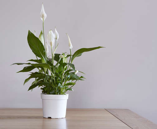 Slide 9 of 21: Given the right conditions, Spathiphyllum (aka peace lilies) can bloom all year. Just keep it at a temperature ranging between 18 and 20 degrees Celsius (64 and 68 degrees Fahrenheit), keep the soil evenly moist (even if you water it too much, it will bounce back!), fertilize it in the summer, and wipe its leaves to remove any dust.