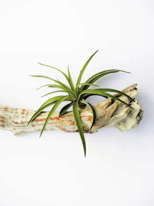 Slide 5 of 21: Tillandsia (aka air plants) don’t need soil to survive. Hang them on a piece of wood, rock, or cork, or upside down. Air plants thrive on lots of light (but not direct sun), good air circulation, and high humidity. To water, mist the leaves or soak the plant in water for about 30 seconds.