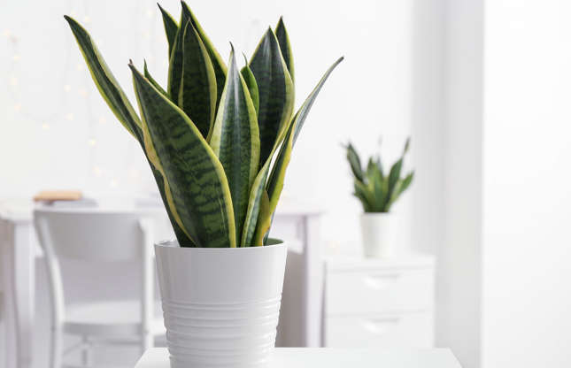Slide 7 of 21: Like many plants, Sansevieria (aka snake plant) requires a decent amount of light, but doesn’t do so well in direct sunlight, which can dry out its leaves. Water it about once a week. In the summer, take it out to brighten up your garden! Just remember to repot it once every three years in the spring.