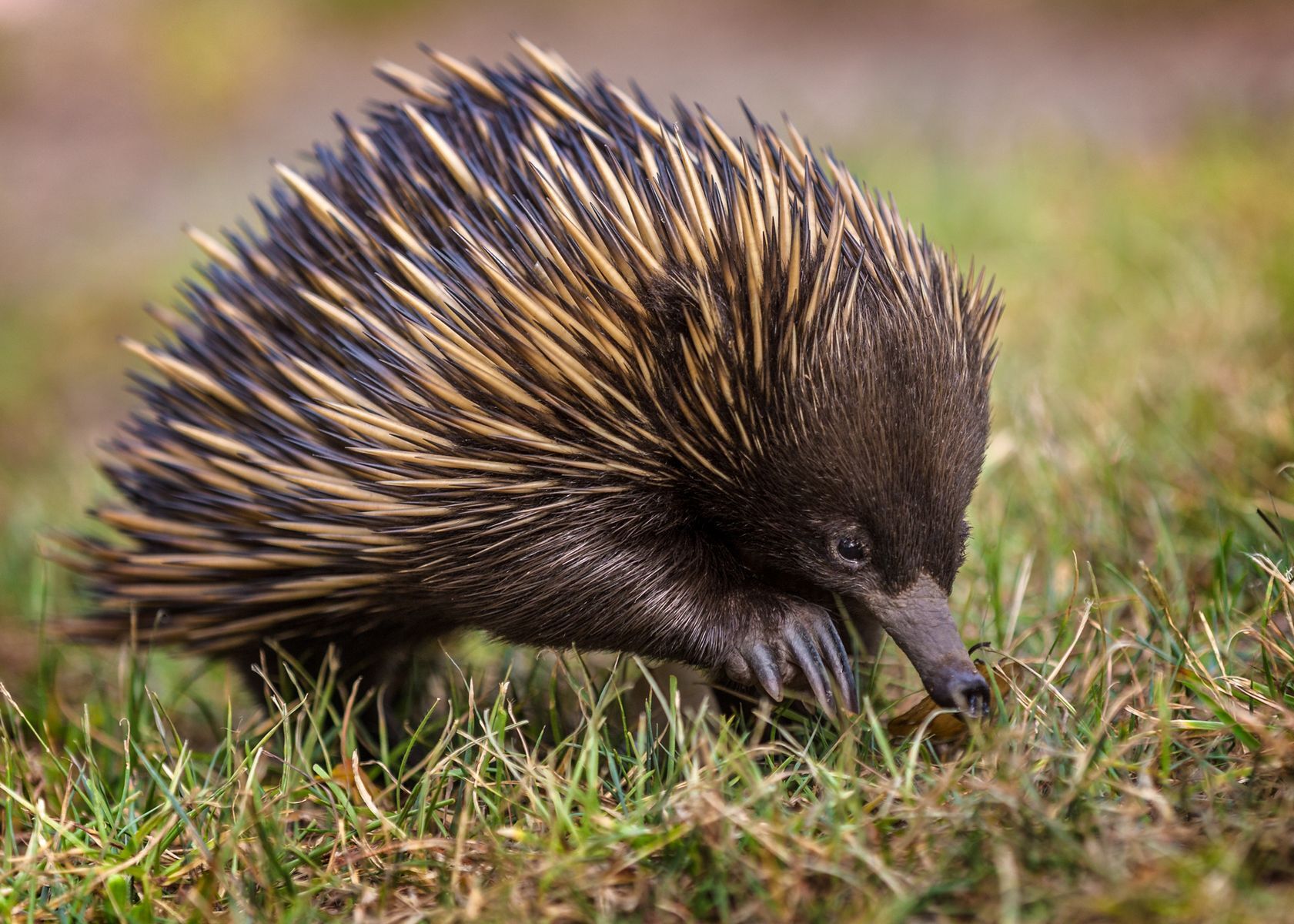 The cutest Australian animals