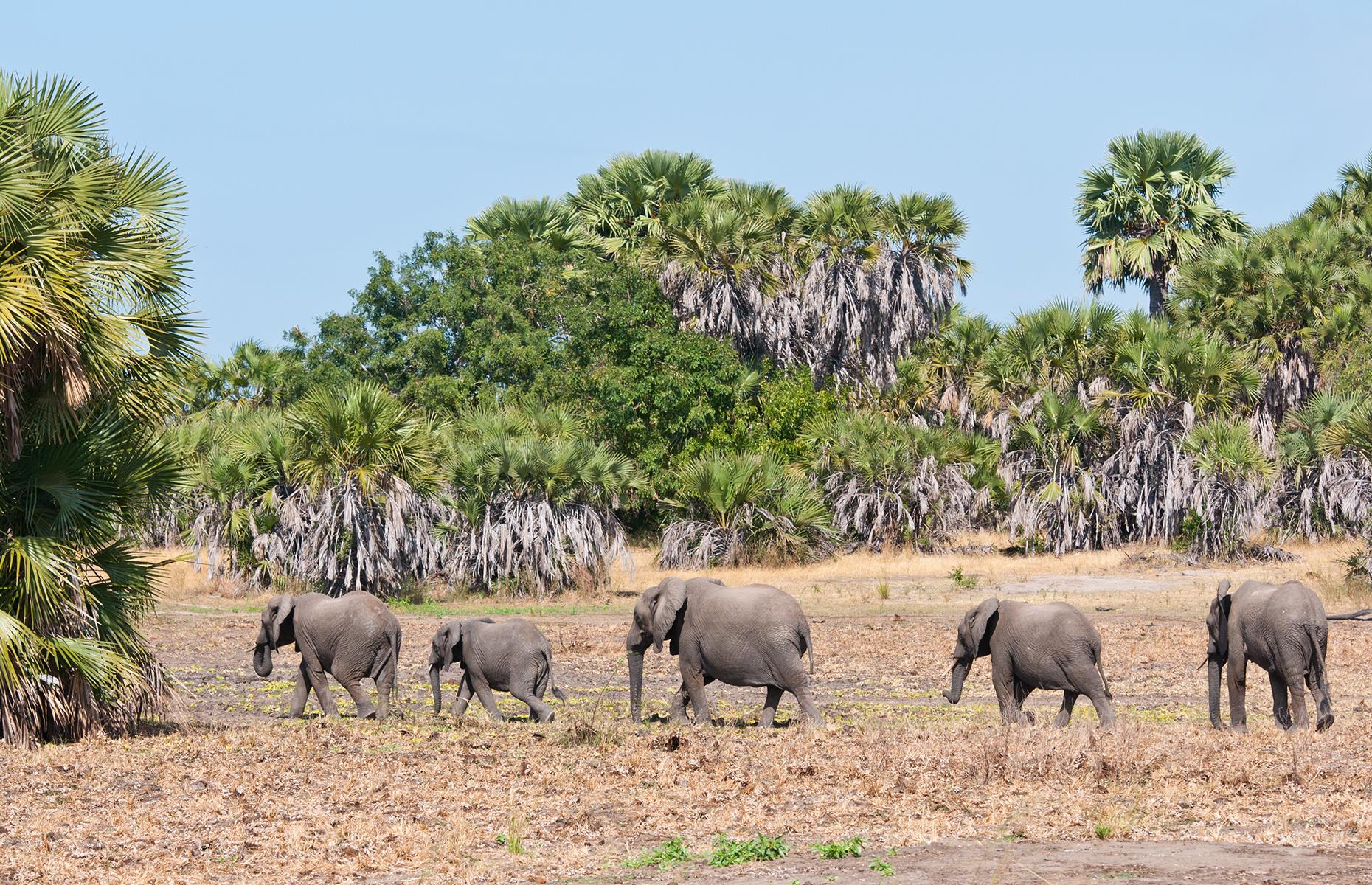 The trains, which have sleeping cars and a restaurant car, provide a safari experience on a budget. Prices start from $31 for a one-way, third-class seat while the first-class sleeper is $45.