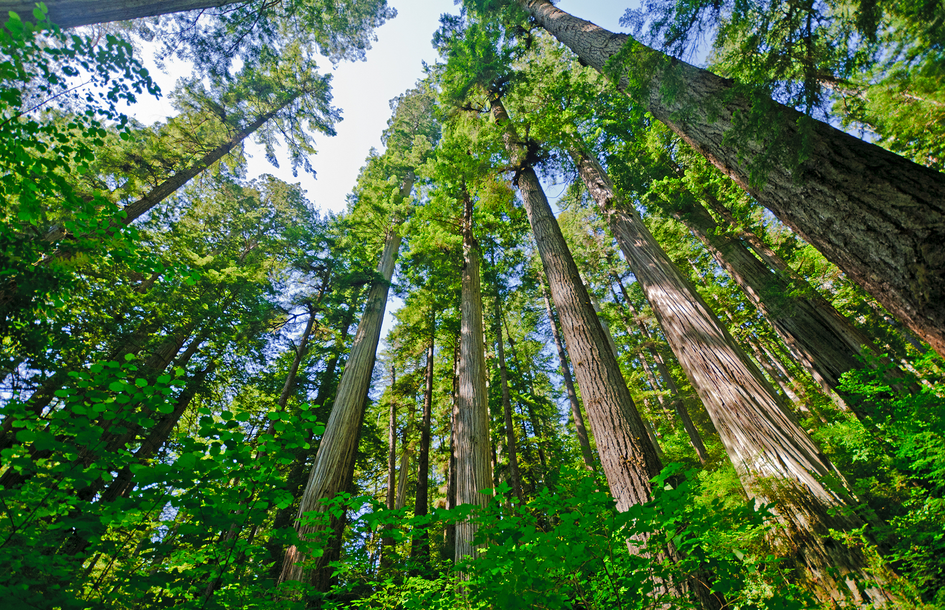 <p>Home to the world’s tallest living tree species, <a href="https://www.parks.ca.gov/?page_id=415" rel="noreferrer noopener">Prairie Creek Redwoods State Park</a> is a tourist hotspot. Despite its iconic status, it still hosts a large elk population, and consists of 14,000 acres of protected wilderness area.</p>