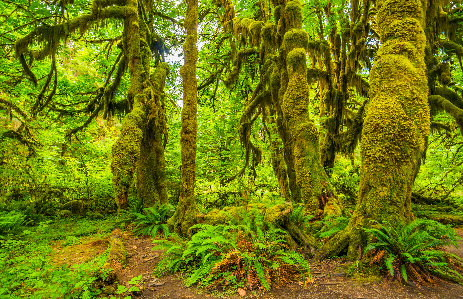 <p><a href="https://www.nps.gov/olym/planyourvisit/wilderness.htm" rel="noreferrer noopener">Olympic National Park</a> in Washington is comprised of nearly 95 percent designated wilderness lands that are off-limits to roads. It includes areas with glacial peaks, temperate rainforests, and rugged coastline.</p>