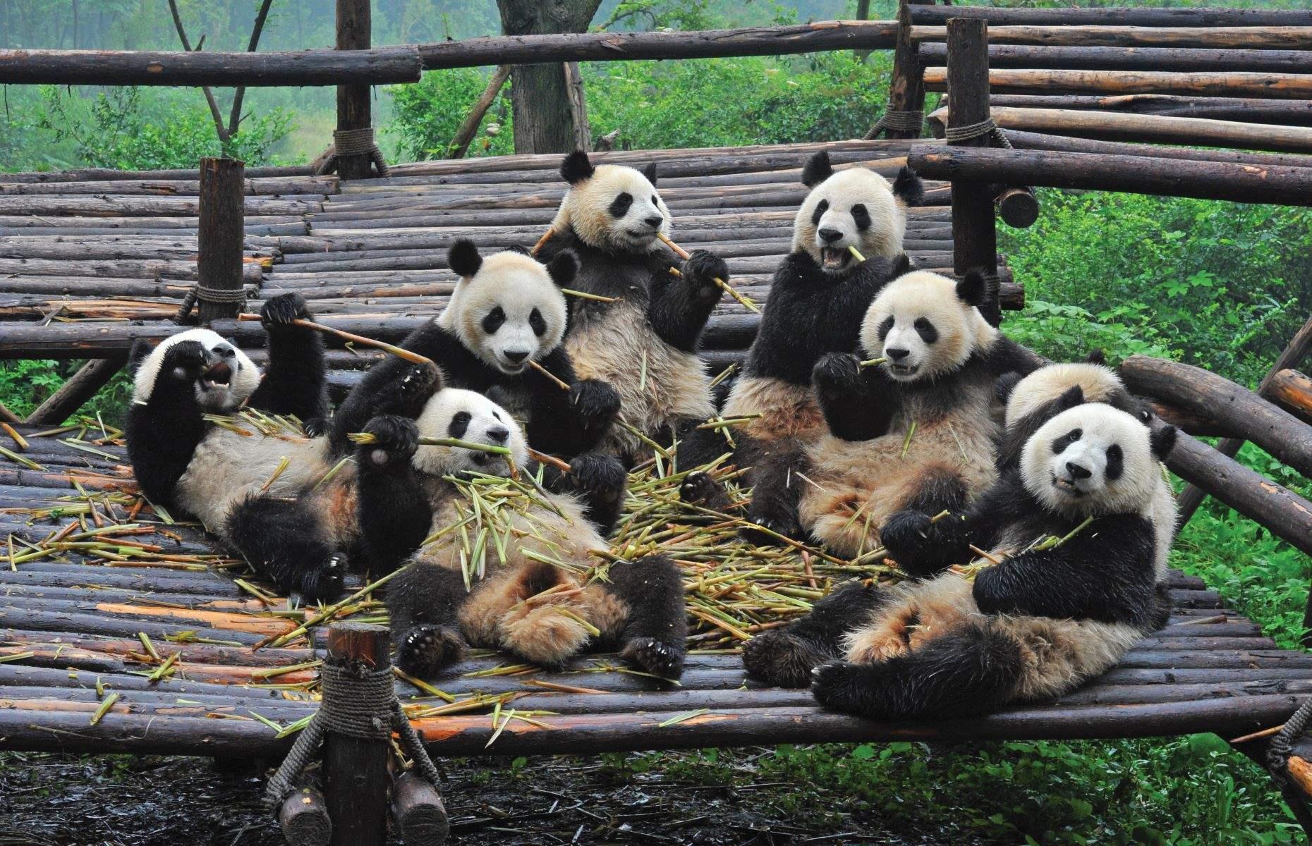 Родина панд. Чэнду Китай панды заповедник. Центр панд в Чэнду. Китай зоопарк панды Чэнду. Центр большой панды в Чэнду.