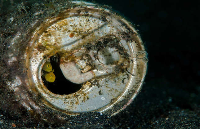 Slide 2 of 18: Diminutive golden pygmy gobies seek shelter in an old soda can that litters the floor of a coral reef off Sulawesi. The Indonesian island is within the “Coral Triangle”, a marine region that spans parts of Indonesia, Malaysia, Papua New Guinea, the Philippines, the Solomon Islands and Timor-Leste, and has the world’s highest marine biodiversity. “Given its amazingly high biodiversity, the Coral Triangle’s conservation is a global priority,” writes Dr Smith.