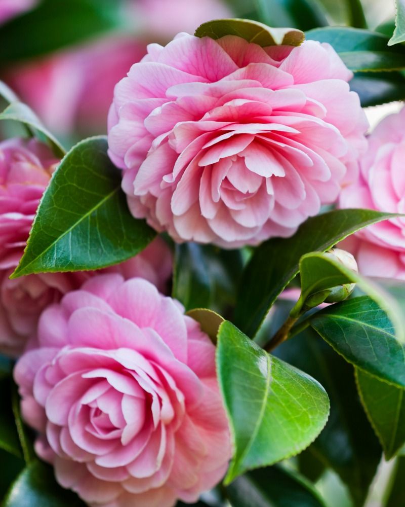 85 Surprising Flower Meanings Behind Your Favorite Florals