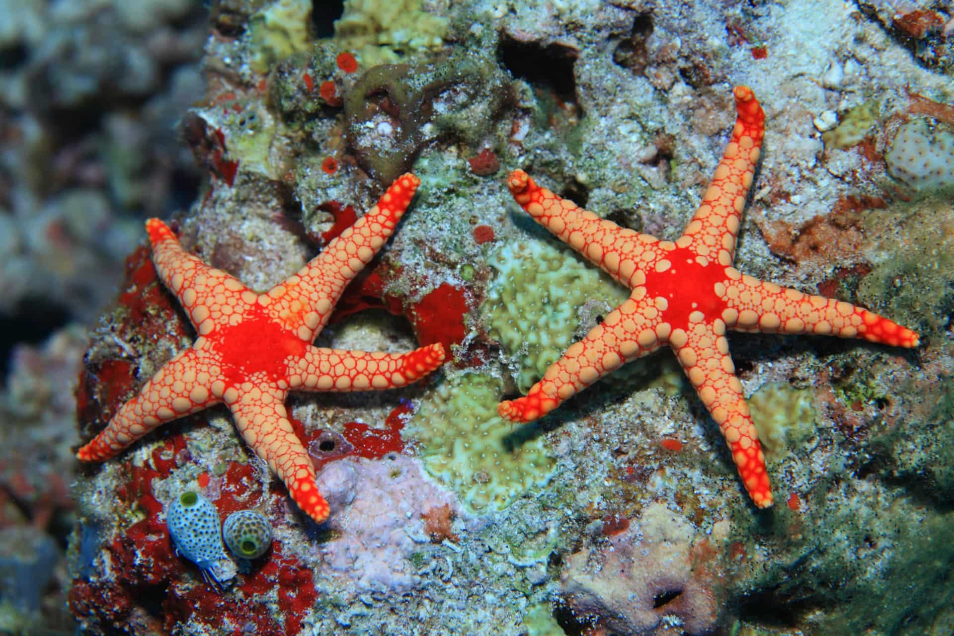 <p>These beautiful starfish adorn the Maldivian coral reefs. Along with sea cucumbers, sand dollars, and the like, the Maldives has over 80 types of echinoderms to ogle at.</p>