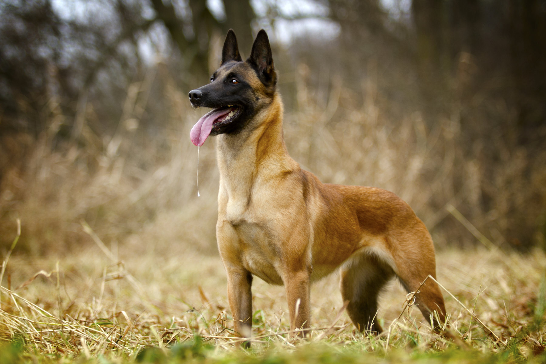 20 dog breeds that don’t shed