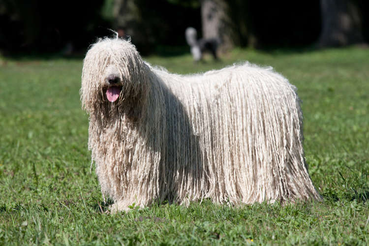 20 dog breeds that don't shed