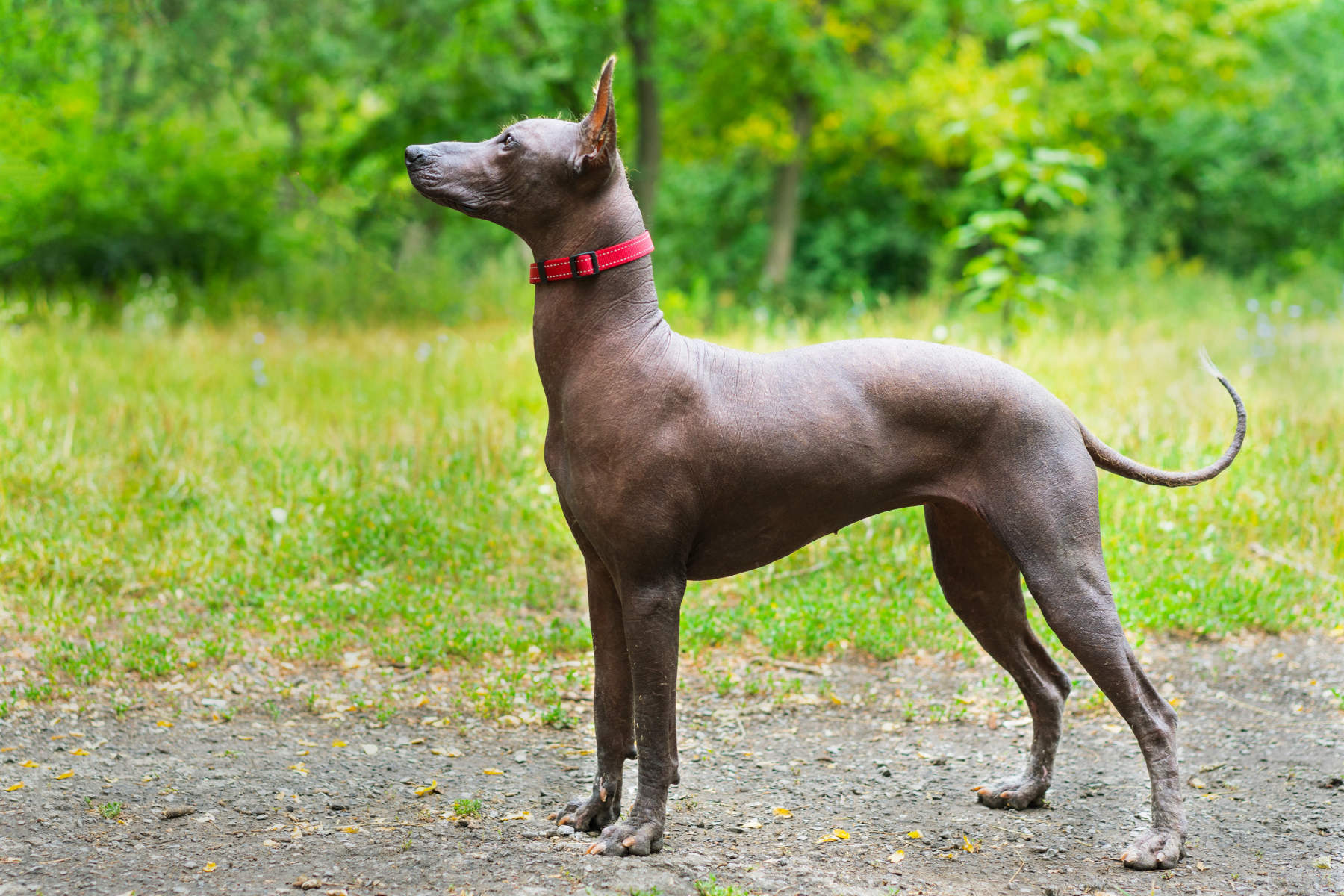 20 dog breeds that don’t shed