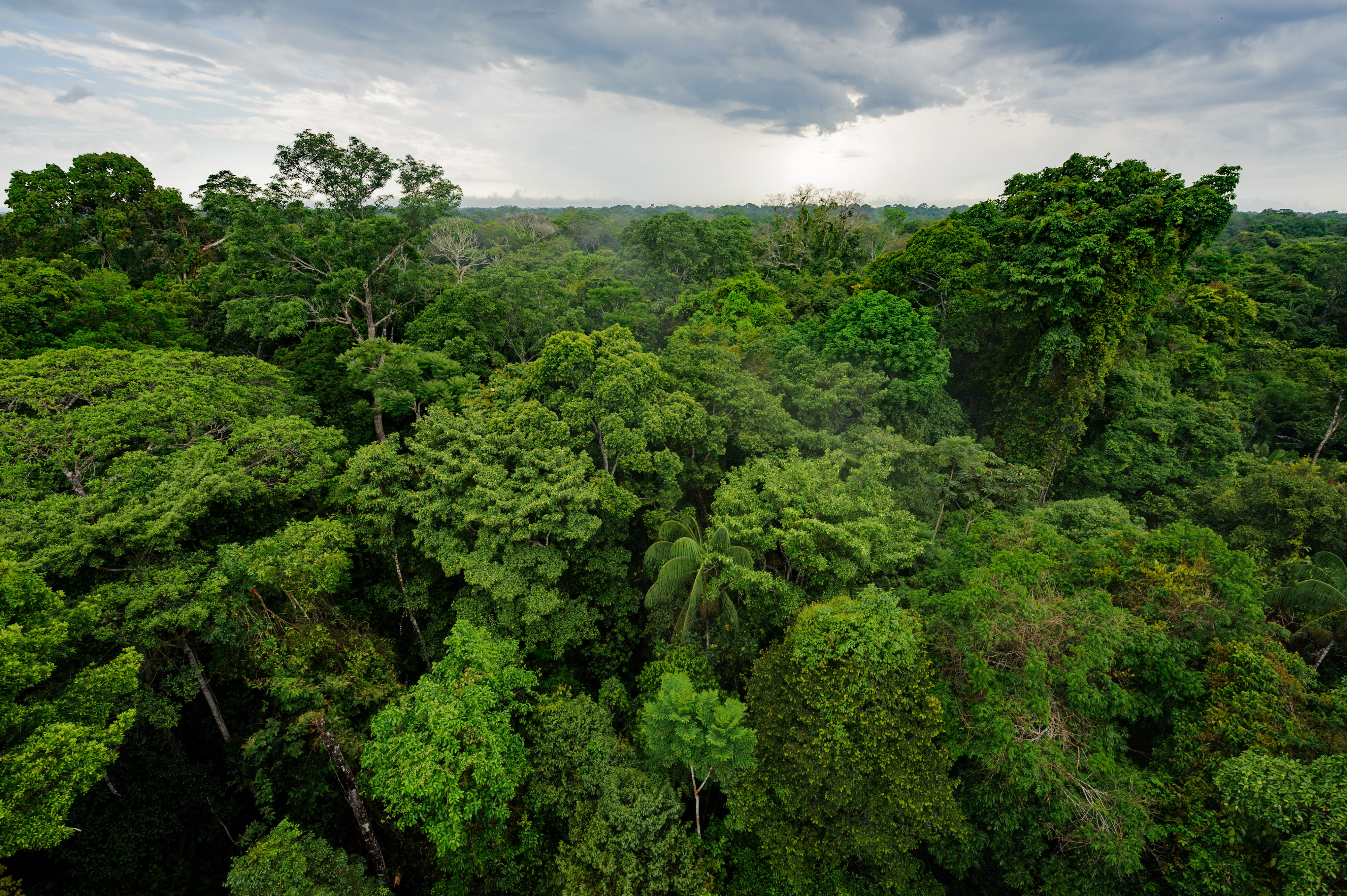 ����� 4 �� 34: Peruvian Amazon Rainforest In Tambopata National Reserve
