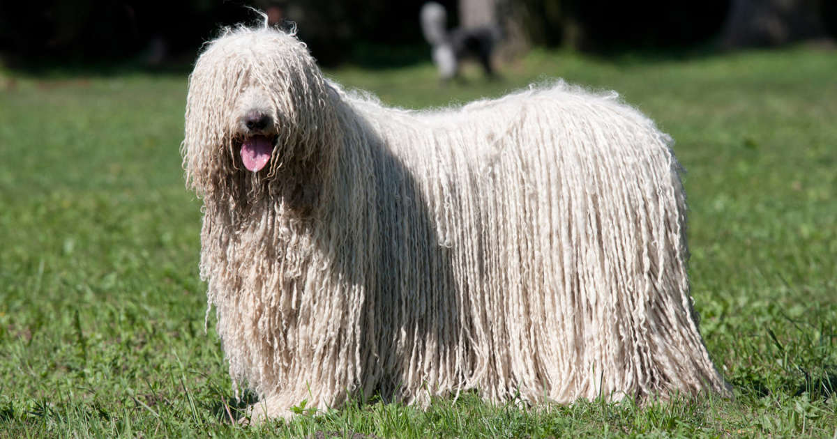 large dog breeds that don t shed