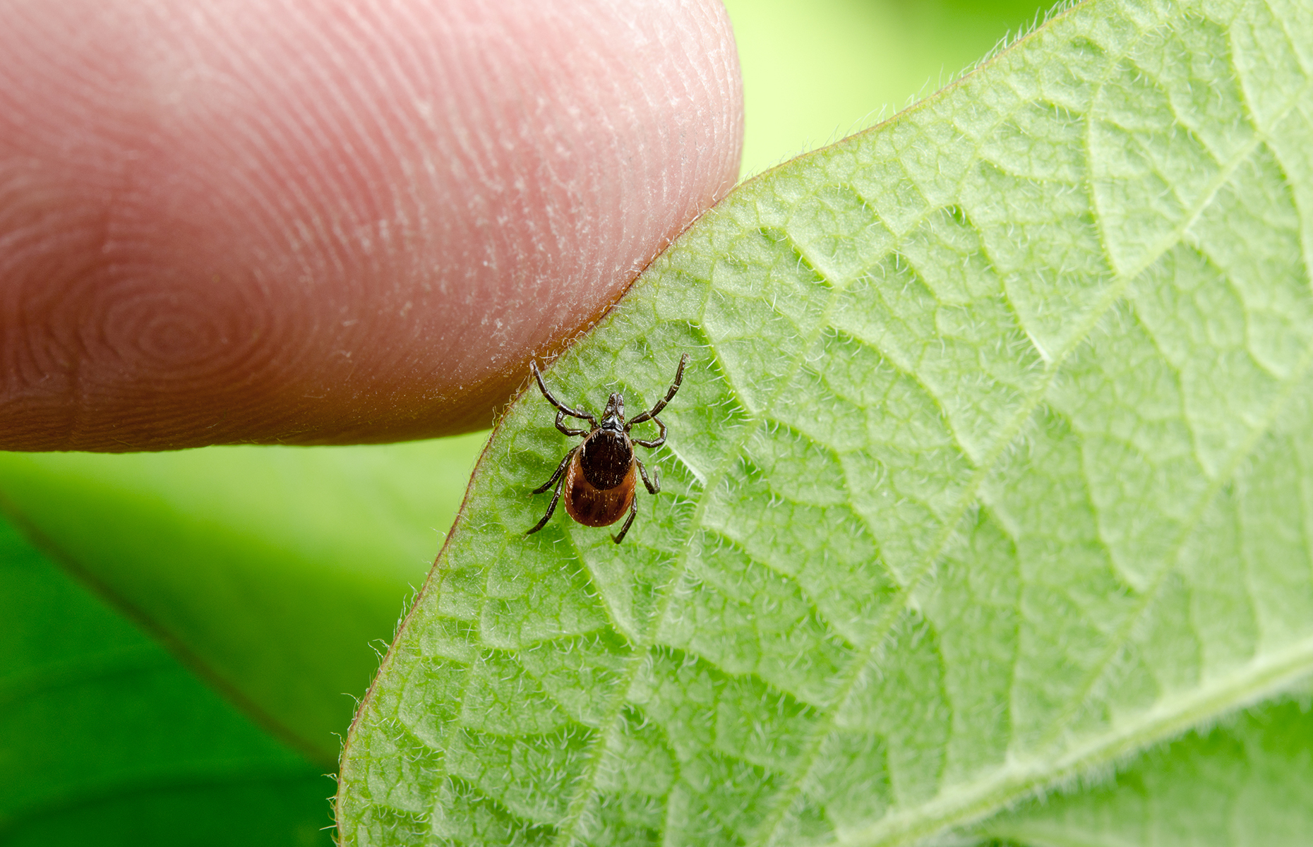 Zoonotic diseases: How our pets can make us sick