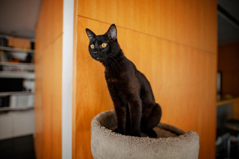 22 Black Cat Breeds You’ll Want To Adopt