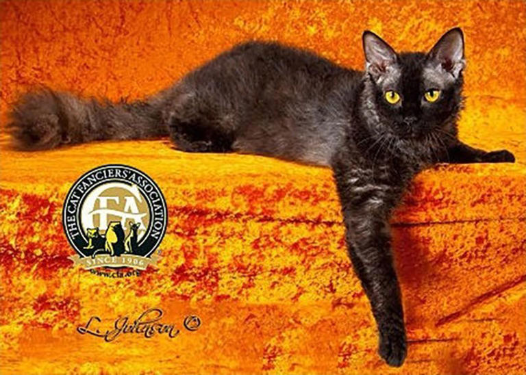 22 Black Cat Breeds You’ll Want To Adopt