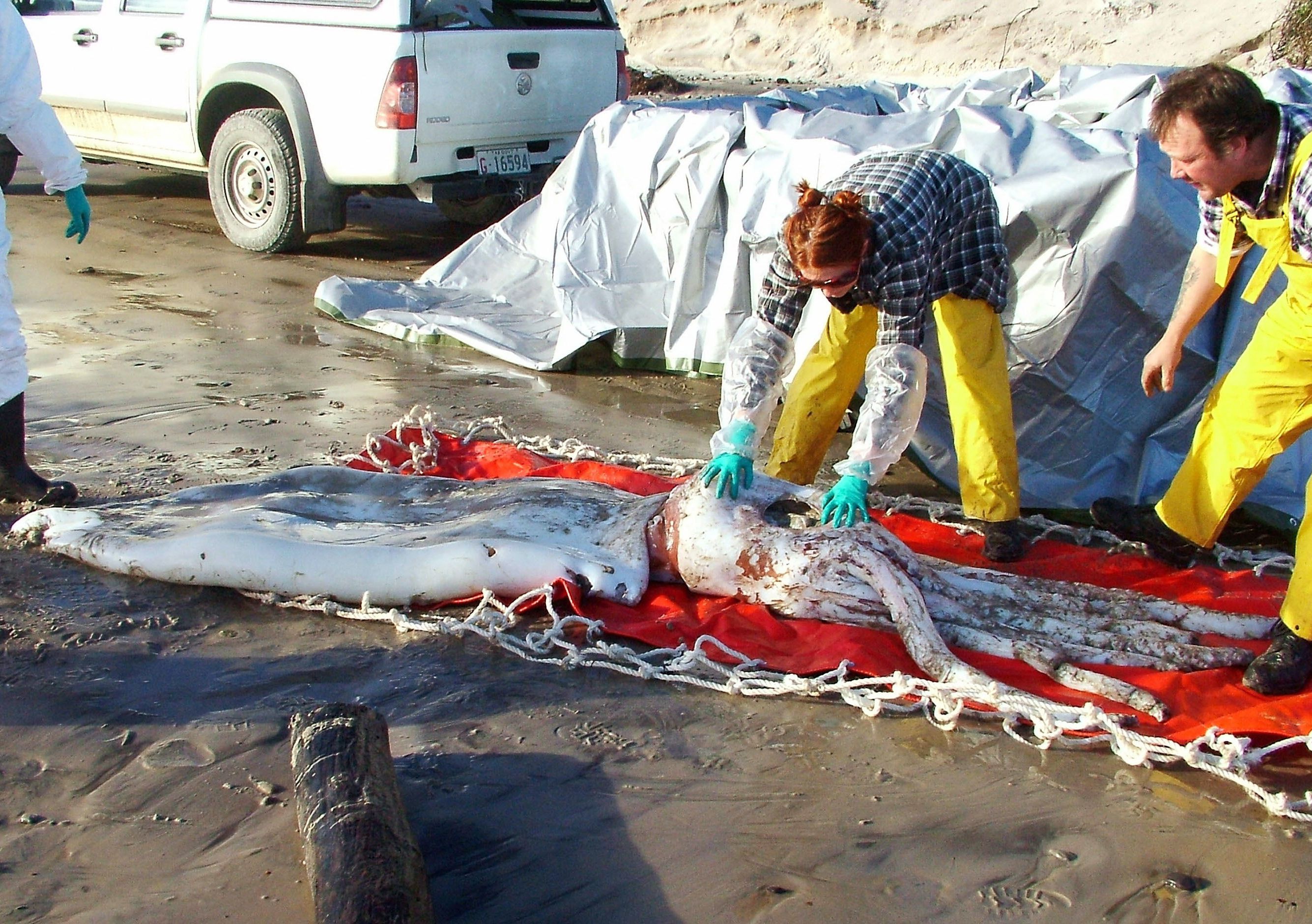 The Coolest (and Strangest) Things That Have Ever Washed Ashore