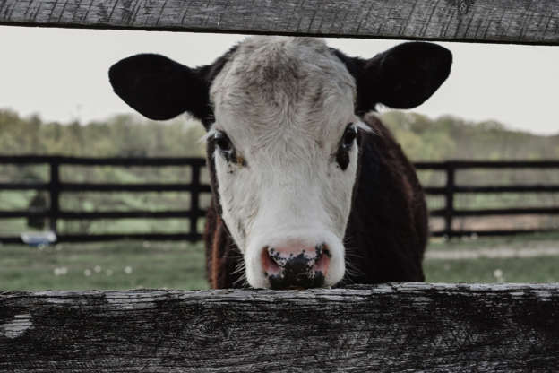 Slide 2 of 21: According to CNN, beef is the “most climate-damaging of all foods,” producing 26.5 kg of CO2 emissions per kilogram of meat. Cows produce large amounts of methane, a potent greenhouse gas (GHG), and require a lot of water and land. So if you want the most planet-saving bang for your buck, cut beef from your diet.