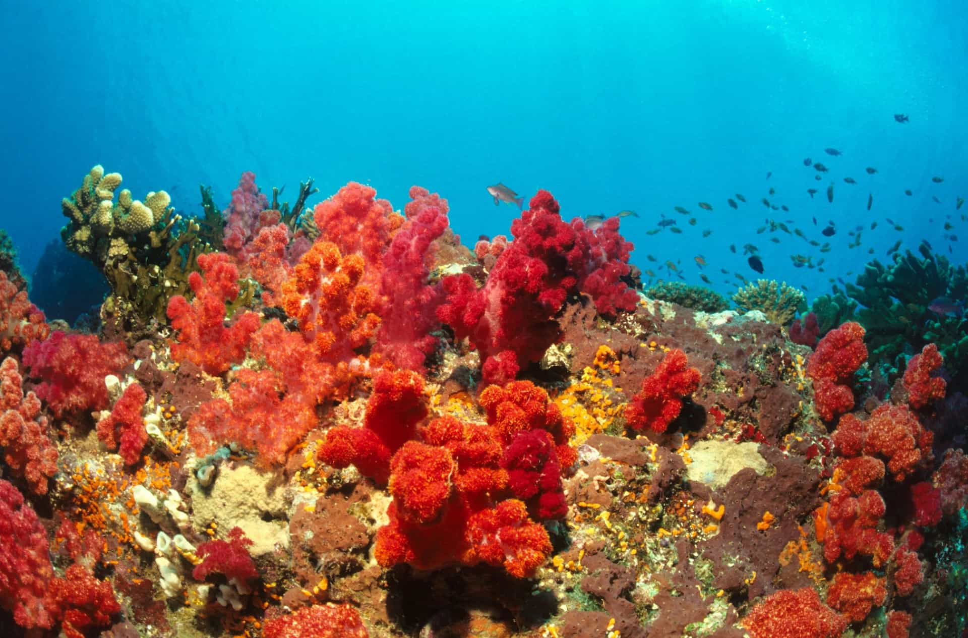 The world's most colorful coral reefs