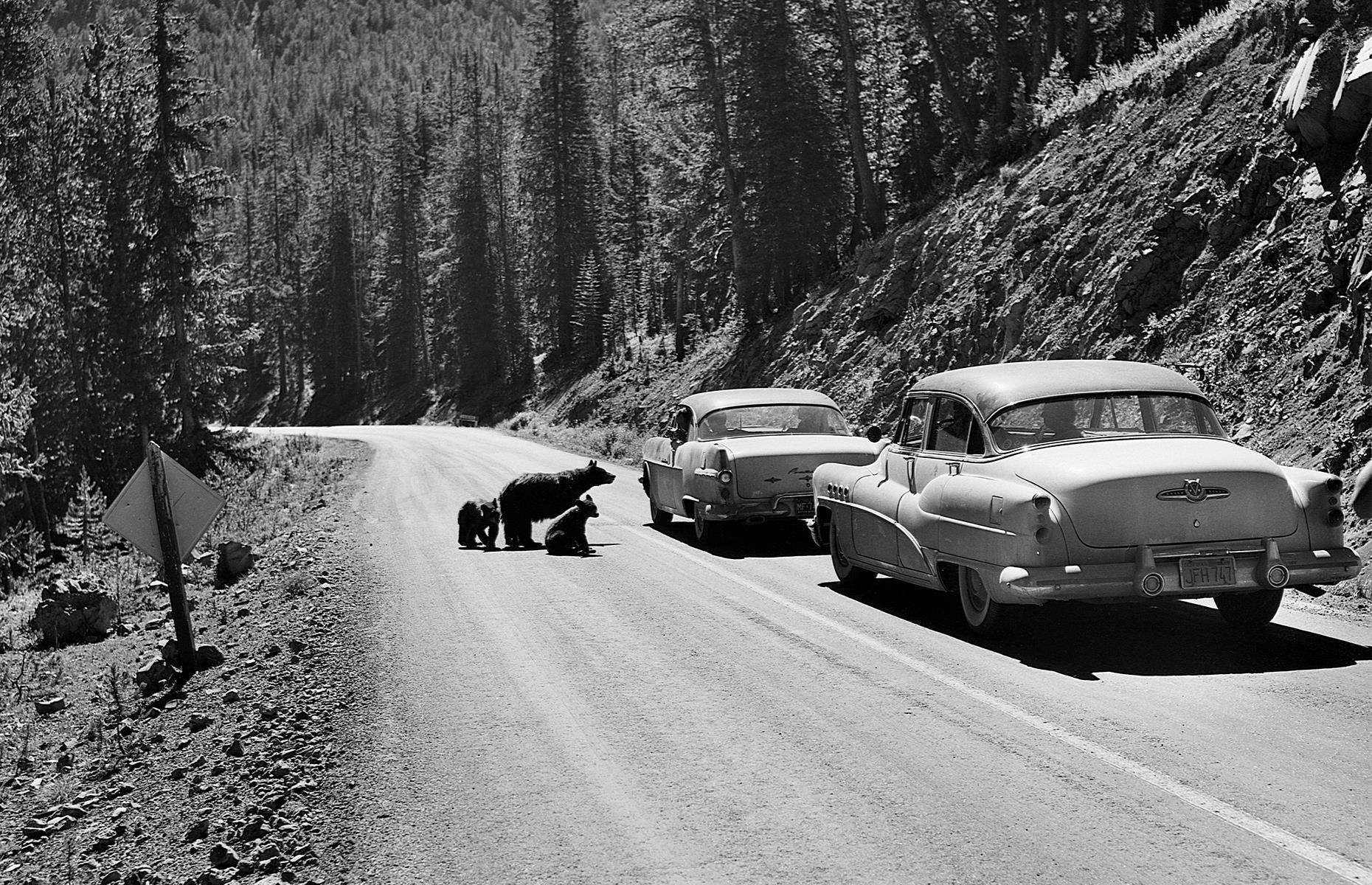 America's National Parks In Vintage Photos